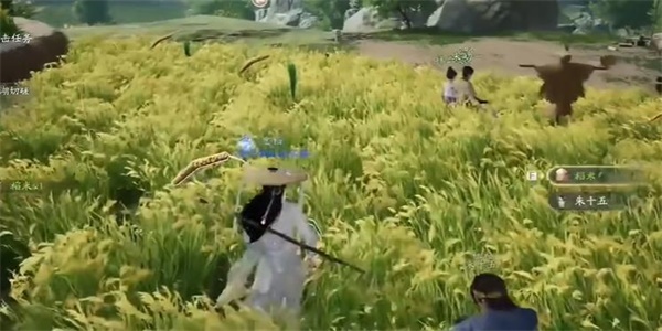 采集稻米